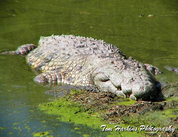 What big teeth you have.jpg